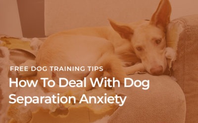 How To Deal With Dog Separation Anxiety