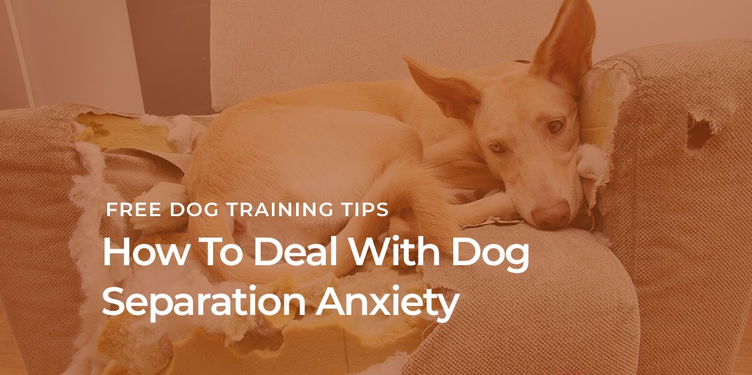 Separation Anxiety in Pets: Your Questions Answered - Veterinary