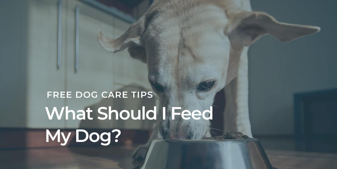 What Should I Feed My Dog?