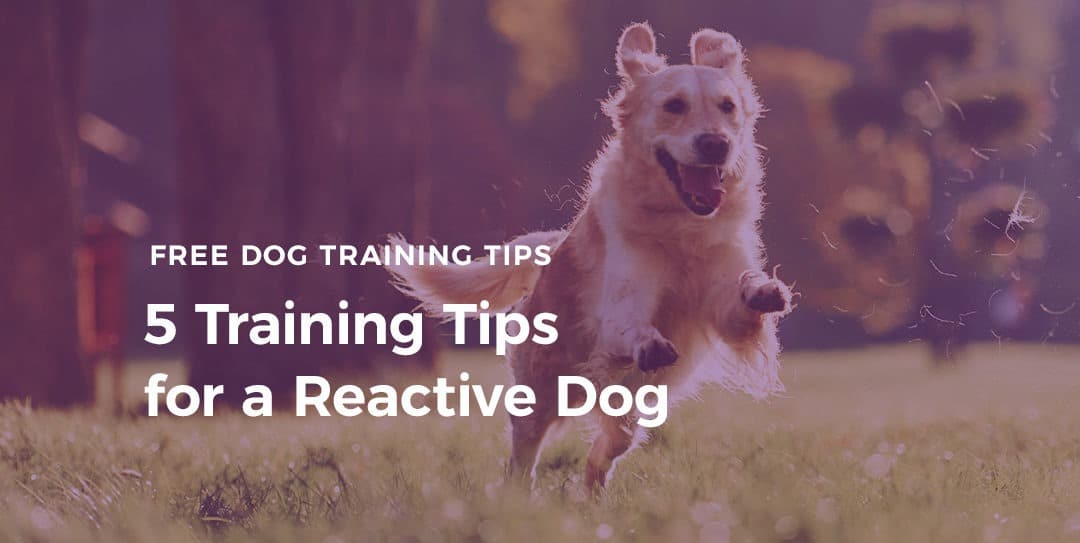 5 Training Tips For A Reactive Dog