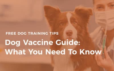 Dog Vaccine Guide: What You Need To Know