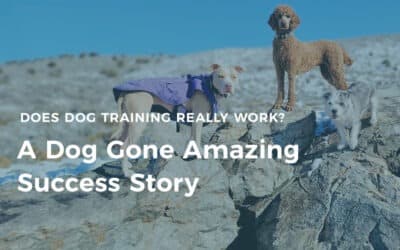 DOES DOG TRAINING REALLY WORK? A DOG GONE AMAZING SUCCESS STORY