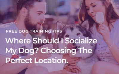 Where Should I Socialize My Dog?