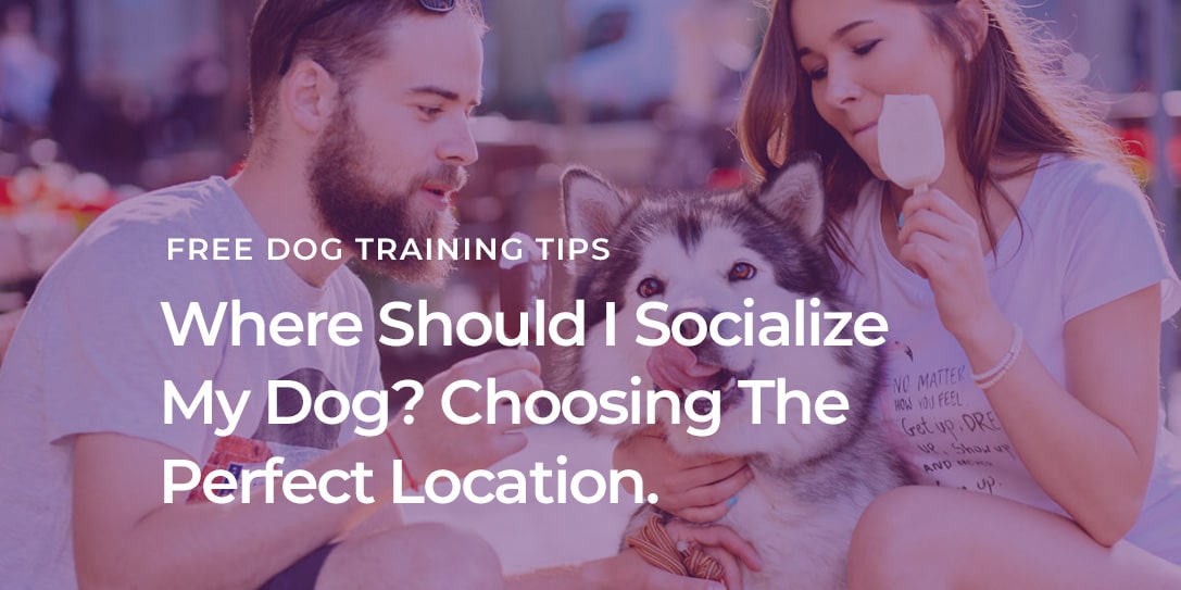 Where Should I Socialize My Dog