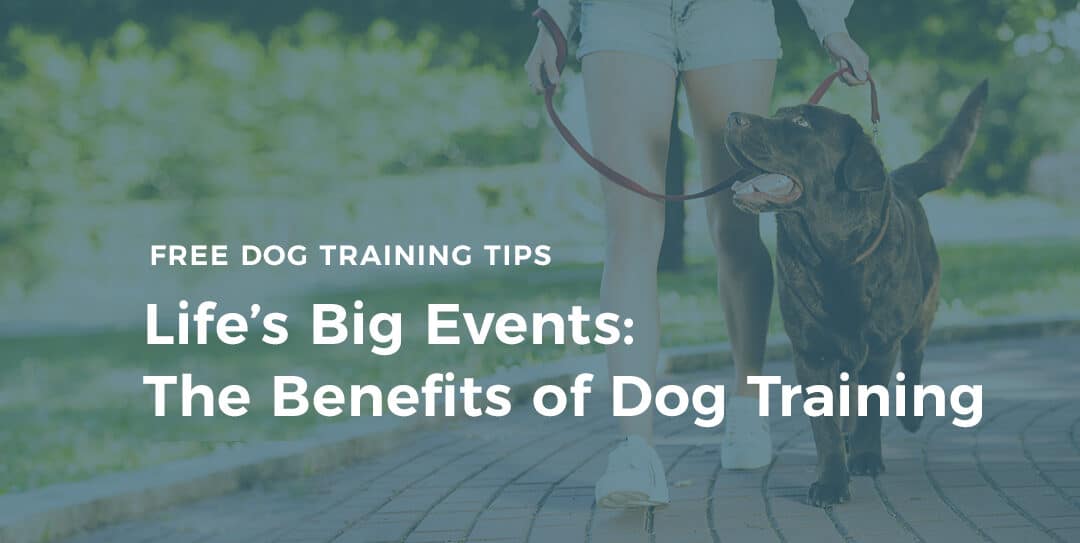 Preparing for Life’s Big Events: The Benefits of Dog Training