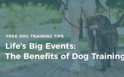 Preparing for Life’s Big Events: The Benefits of Dog Training