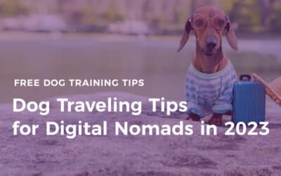 Dog Traveling Tips for Digital Nomads in 2023