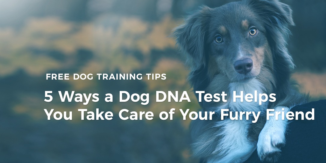 Dog DNA testing
