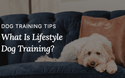 What Is Lifestyle Dog Training