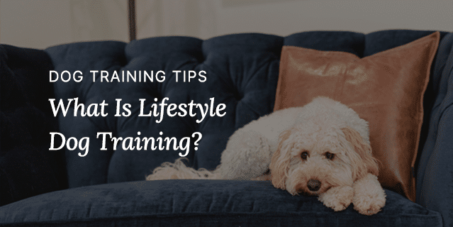 What Is Lifestyle Dog Training