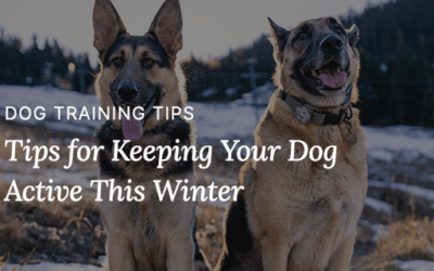 Tips for Keeping Your Dog Active This Winter