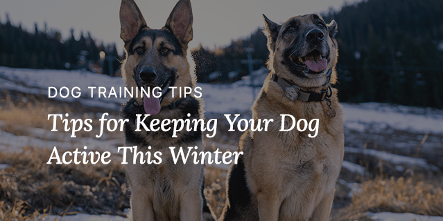 Tips for Keeping Your Dog Active This Winter