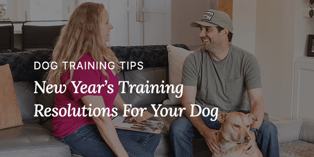 New Years Resolutions For Your Dog – Dog Training Service